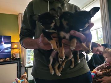 Nog 3 chihauhau TeefjesWe hebben 3 mooie chihauhau puppies.  beschikbaar voor biedingen