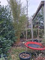 Magnolia kobus esveld select, Ophalen, Lente, Volle zon, Overige soorten