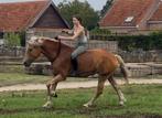 Haflinger ruin met gouden karakter – 5 jaar, 1m55 🏆, Dieren en Toebehoren, Springpaard, Minder dan 160 cm, Gechipt, Ruin