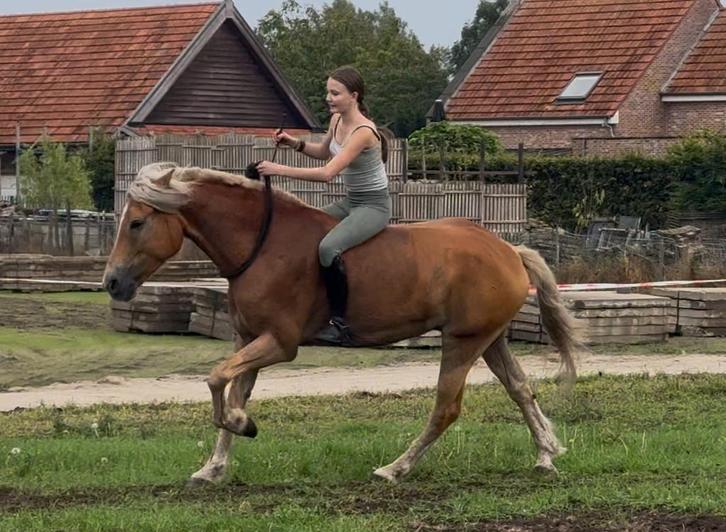 Haflinger ruin met gouden karakter – 5 jaar, 1m55 🏆, Dieren en Toebehoren, Paarden, Ruin, L, Minder dan 160 cm, 3 tot 6 jaar