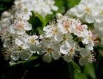 Goedkope meidoorn haag, Crataegus hagen, Ophalen of Verzenden, Beukenhaag