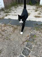 Kiwi, Dieren en Toebehoren, Kater