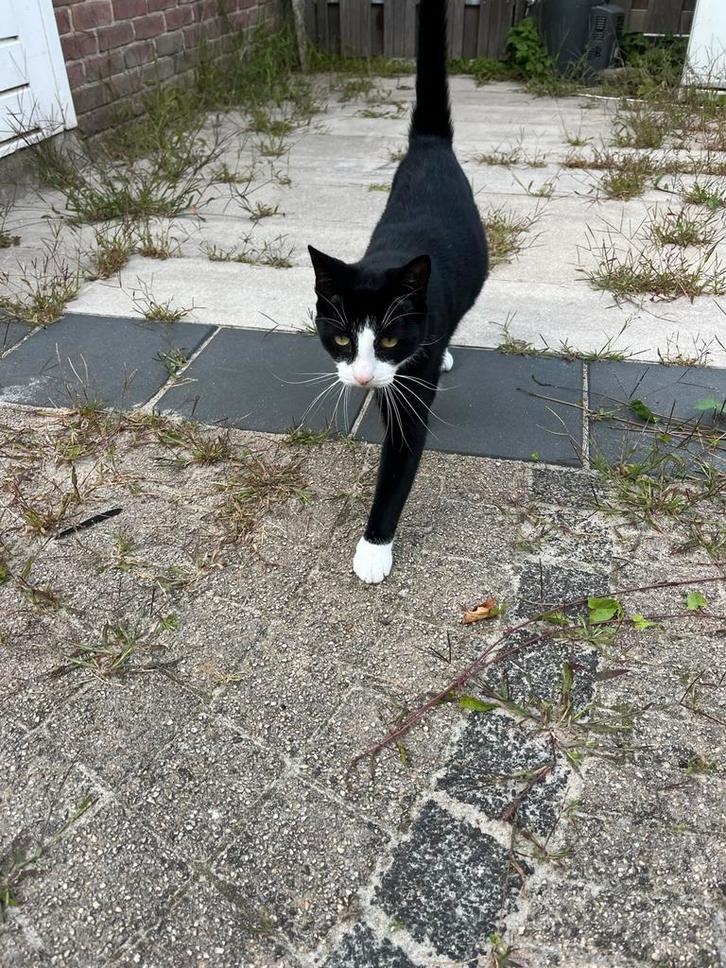 Kiwi, Dieren en Toebehoren, Katten en Kittens | Overige Katten, Kater