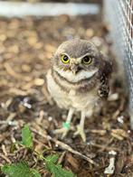 Gevraagd tarsel konijnuil, Dieren en Toebehoren, Mannelijk, Roofvogel, Geringd
