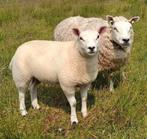 Gezocht serieuze opkoper voor Fokschapen, Dieren en Toebehoren, Schapen, Geiten en Varkens, Mannelijk, Schaap