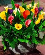 Calla/Zantedeschia knollen, Ophalen of Verzenden, Voorjaar, Volle zon, Knol