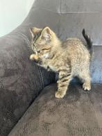 Kittens   Britse x siberishe kittens. Mogen het nest verlate, Dieren en Toebehoren, Katten en Kittens | Raskatten | Korthaar, Poes