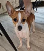 Lieve Chihuahua kruising pup, 15 weken tot 1 jaar, Teef, CDV (hondenziekte), Eén hond