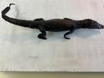Kaaiman / krokodil Taxidermie, Verzamelen, Ophalen of Verzenden, Gebruikt, Reptiel of Amfibie, Opgezet dier