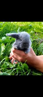 Lieve Franse hangoor (rammen), Dieren en Toebehoren, Mannelijk, Groot, Hangoor, 0 tot 2 jaar
