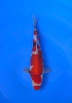 HQ Jumbo Tosai van Izumiya | Koikarpers  | Tosai vissen, Dieren en Toebehoren, Vissen | Vijvervissen, Karper of Koi