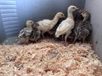 Narragansett kalkoen kuikens, Dieren en Toebehoren, Pluimvee, Geslacht onbekend, Kalkoen