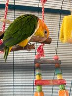 Caique, Mannelijk, Papegaai