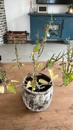 Stippelplant (Hypoestes) in pot., Tuin en Terras, Planten | Tuinplanten, Ophalen, Overige soorten, Halfschaduw