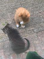 Kittens 9 weken, poes en kater, Dieren en Toebehoren, Meerdere dieren