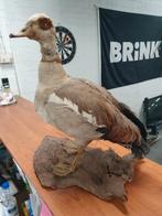 Dieren opgezet, Dieren en Toebehoren, Pluimvee, Mannelijk, Eend