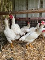 Toompje ko shamo ‘s, Dieren en Toebehoren, Pluimvee, Meerdere dieren, Kip