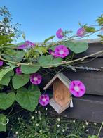 Biologische 1 jarige roze klimmende winde, Tuin en Terras, Bloembollen en Zaden, Ophalen of Verzenden, Voorjaar, Zaad, Volle zon