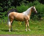 Lieve  brave Andaluz palomino merrie 163mtr., Dieren en Toebehoren, Paarden, Merrie, 3 tot 6 jaar, 160 tot 165 cm, Onbeleerd