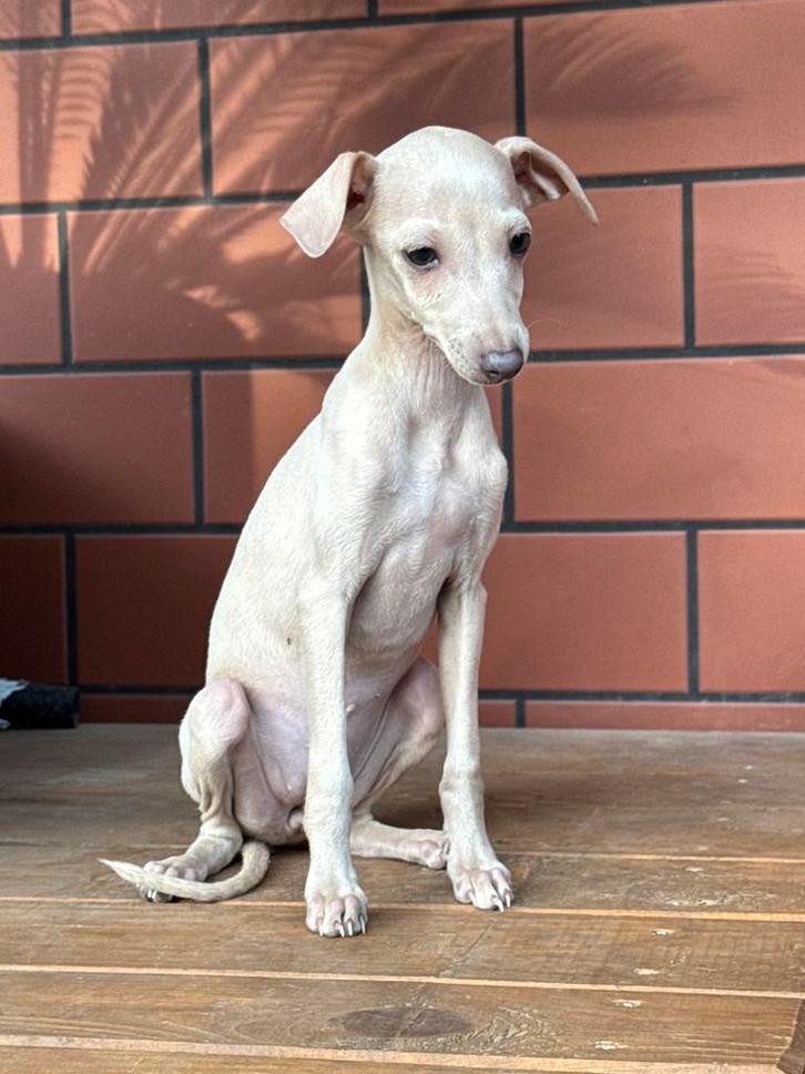 Italiaanse Windhond, Dieren en Toebehoren, Honden | Windhonden, Teef, Overige rassen, Fokker | Professioneel, Meerdere, Buitenland