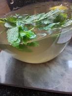 Kefir korrels, Diversen, Levensmiddelen, Ophalen
