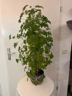 Citroen geranium kamerplant groot, Ophalen, Halfschaduw, Minder dan 100 cm