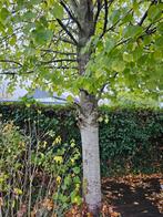 Gratis kuub  brandhout haardhout ophalen - Lindeboom, Minder dan 3 m³, Ophalen