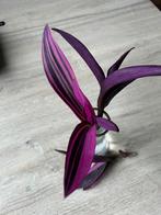 Tradescantia pallida  Purple Variegata stekjes, Huis en Inrichting, Ophalen of Verzenden, Overige soorten, Minder dan 100 cm
