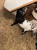 Dwergbokje, Dieren en Toebehoren, Schapen, Geiten en Varkens, Mannelijk, Geit, 0 tot 2 jaar