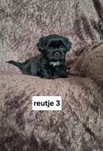 Super mooie gezonde boomer, shih tzu maal maltezer pups, Dieren en Toebehoren, Honden | Chihuahua's en Gezelschapshonden, 8 tot 15 weken