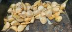 Bio olifanten knoflook (look) oogst 2025, Tuin en Terras, Bloembollen en Zaden, Ophalen of Verzenden, Voorjaar, Volle zon, Zaad
