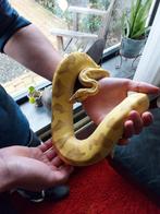 Diverse koningspythons, Dieren en Toebehoren, Slang