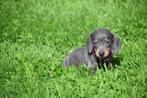 Teckel pups diverse kleuren, Dieren en Toebehoren, Honden | Teckels en Dashonden, België, Rabiës (hondsdolheid), 15 weken tot 1 jaar