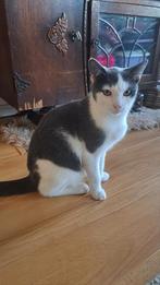 Boris en Minoes, Dieren en Toebehoren, Katten en Kittens | Overige Katten, Poes