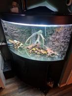 Aquarium met pomp en vissen, Dieren en Toebehoren, Vissen | Aquariumvissen, Vis