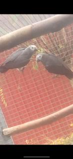 1-1 thimney grijze roodstaart, Meerdere dieren, Papegaai, Geringd