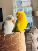 Agapornis, Dieren en Toebehoren, Vogels | Parkieten en Papegaaien, Meerdere dieren, Dwergpapegaai of Agapornis