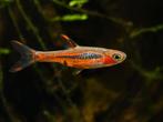 Hobbyaquarium Boraras Brigittae / chilli rasbora, Dieren en Toebehoren, Vissen | Aquariumvissen, Vis, Zoetwatervis, Schoolvis