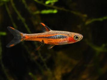 Hobbyaquarium Boraras Brigittae / chilli rasbora Zon 12/17u beschikbaar voor biedingen