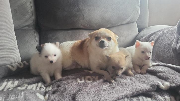 Super mooie pomchi pups te koop, Dieren en Toebehoren, Honden | Chihuahua's en Gezelschapshonden, Meerdere dieren, Overige rassen