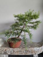 Larix Bonsai, Tuin en Terras, Planten | Bomen, Ophalen of Verzenden, Bloeit niet, Overige soorten, Minder dan 100 cm