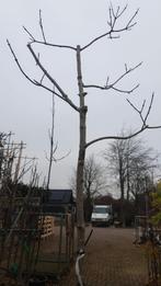 Bomenopruiming. 1 pindakaasboom. Clerodendrum, 250 tot 400 cm, Zomer, Volle zon, In pot