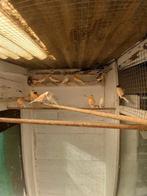 Kanaries, Dieren en Toebehoren, Vogels | Kanaries, Mannelijk, Kleurkanarie