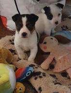 lieve knappe raszuivere JACK Russell PUP  REUnog 1 RUWHARIG, Jack Russell Terriër, 8 tot 15 weken, CDV (hondenziekte), Meerdere