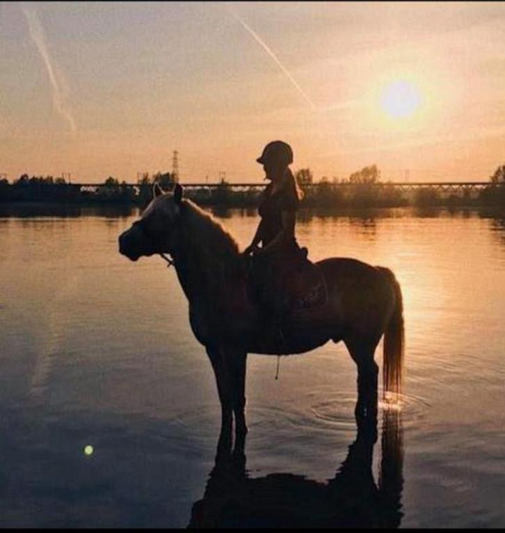 Weidegang gezocht omgeving beek gem montferland, Dieren en Toebehoren, Stalling en Weidegang, Weidegang