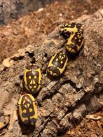 Pachnoda Fissipunctum larven(bruine variant), Dieren en Toebehoren