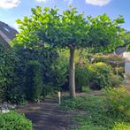 Gratis Tuinplanten & Bomen - Diverse soorten!, Tuin en Terras, Planten | Bomen, 100 tot 250 cm, Zomer, Volle zon, In pot