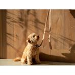 Honden riem teddy, Dieren en Toebehoren, Ophalen of Verzenden, Nieuw, Hondenriem