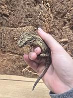 Gargoyle gekko's, Dieren en Toebehoren, Hagedis, 0 tot 2 jaar