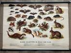 Schoolplaat: kleine zoogdieren, Ophalen of Verzenden, Natuur en Biologie